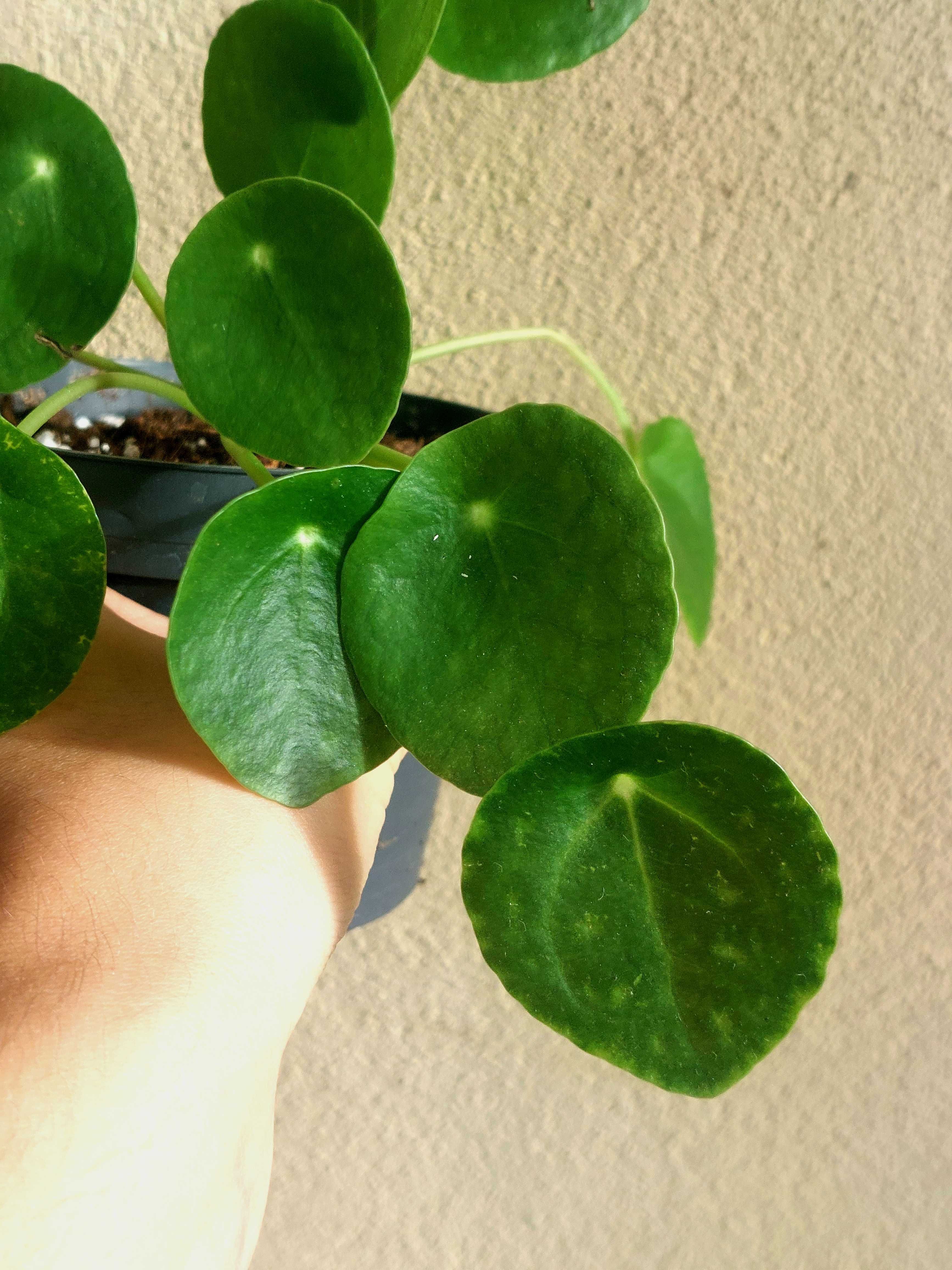 Planta Pilea Peperomioides