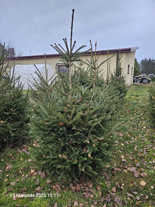 Choinki - Świerki Pospolite