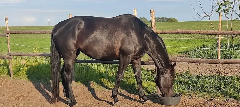 Klacz 7 lat do rekreacji hodowli