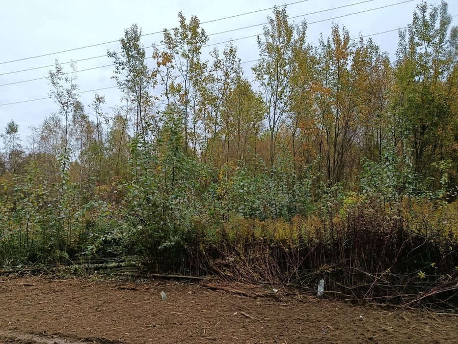 Mulczerowanie / mulczer leśny / wycinka drzew / czyszczenie działek