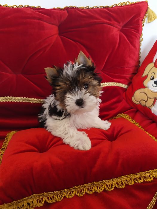 Śliczna suczka Figa z metryką ZkwP/FCI Biewer Yorkshire terrier.