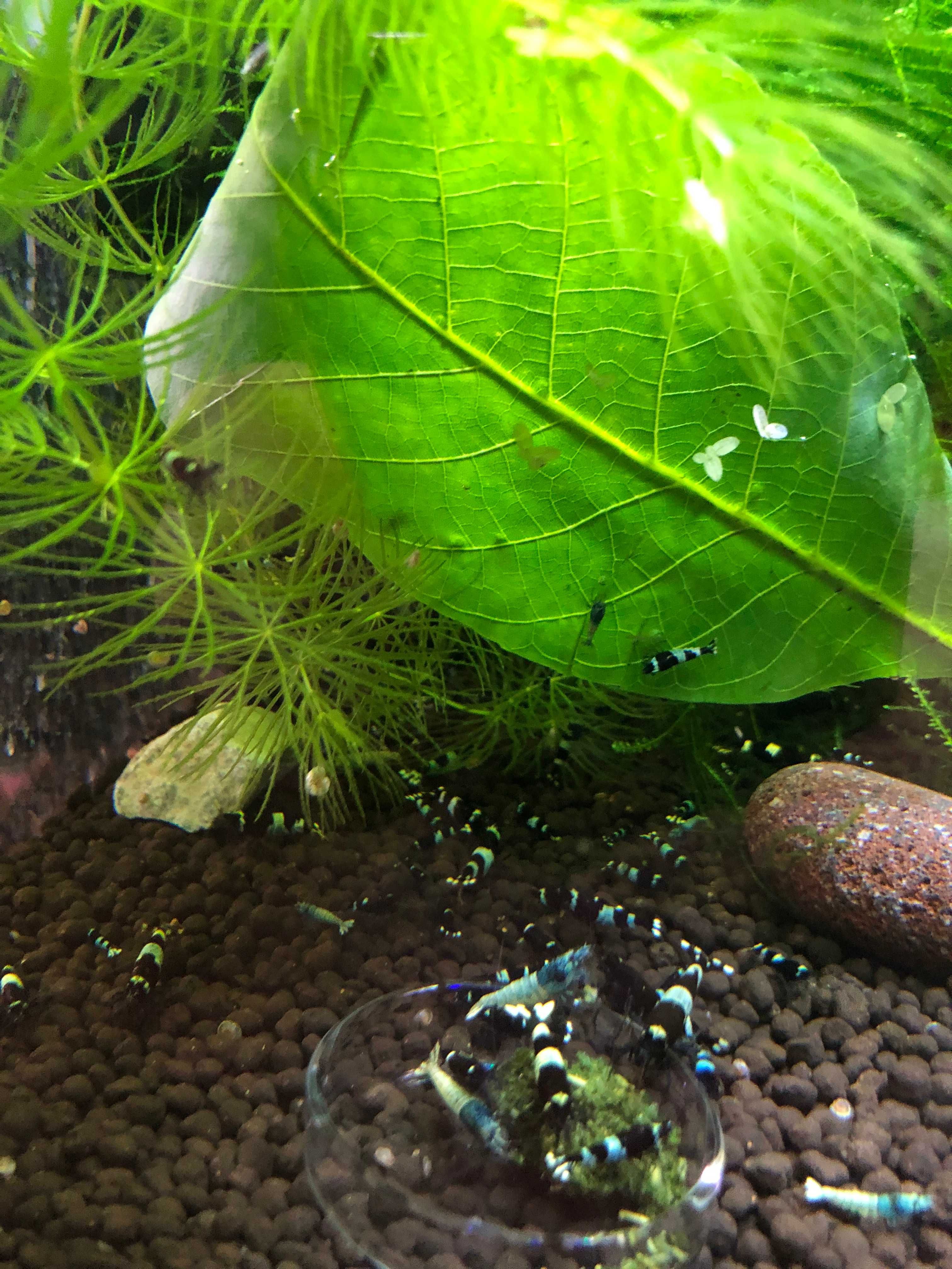 Stabilne krewetkarium