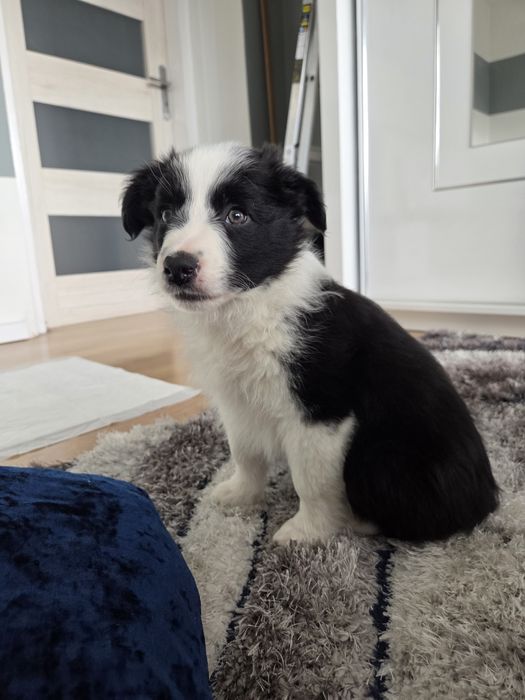Border Collie – szczeniak BlueSky Collies (rodowód)