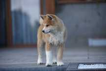 Akita Inu **Japońska** suka
