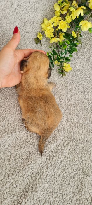 Excelente mini semi pelo Chihuahua/Chiuaua de Qualidade