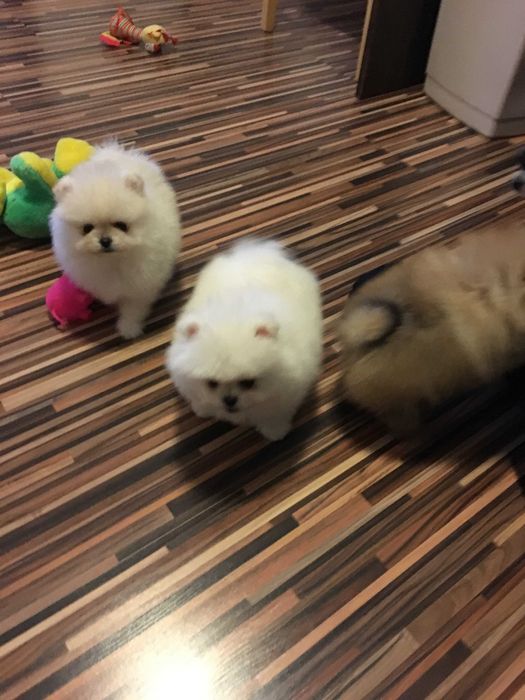 Szpic miniaturowy pomeranian mini misio  sunia