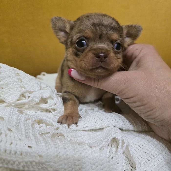 Chihuahua suczka choco merle tan