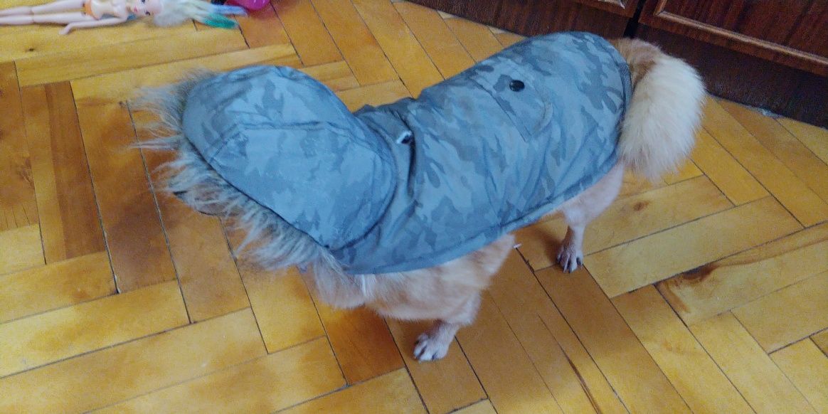 Дождевик, одежда для собаки
