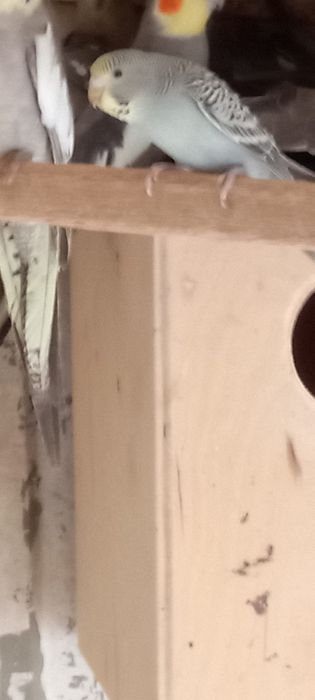 Vendo piriquitos e caturras