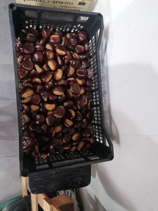 Castanhas grandes e saborosas