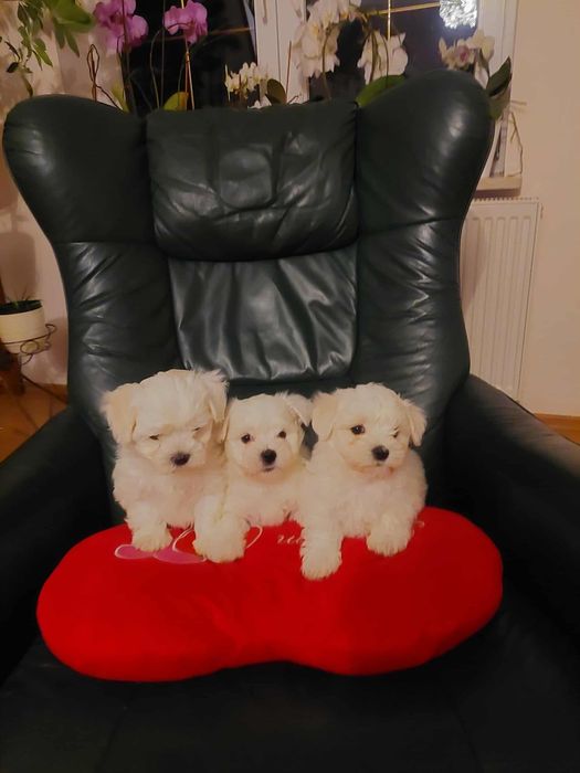 Śluczny Maltańczyk :)