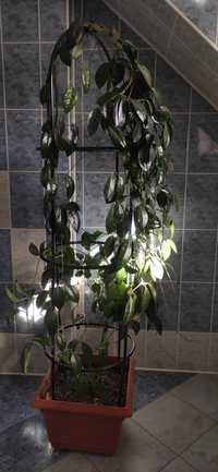 Hoya carnosa 170cm