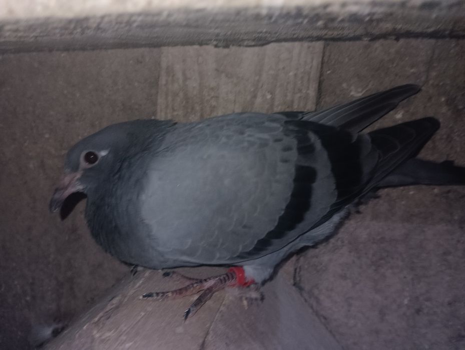 Pombos correios para venda devidamente anilhados com os respectivos ca