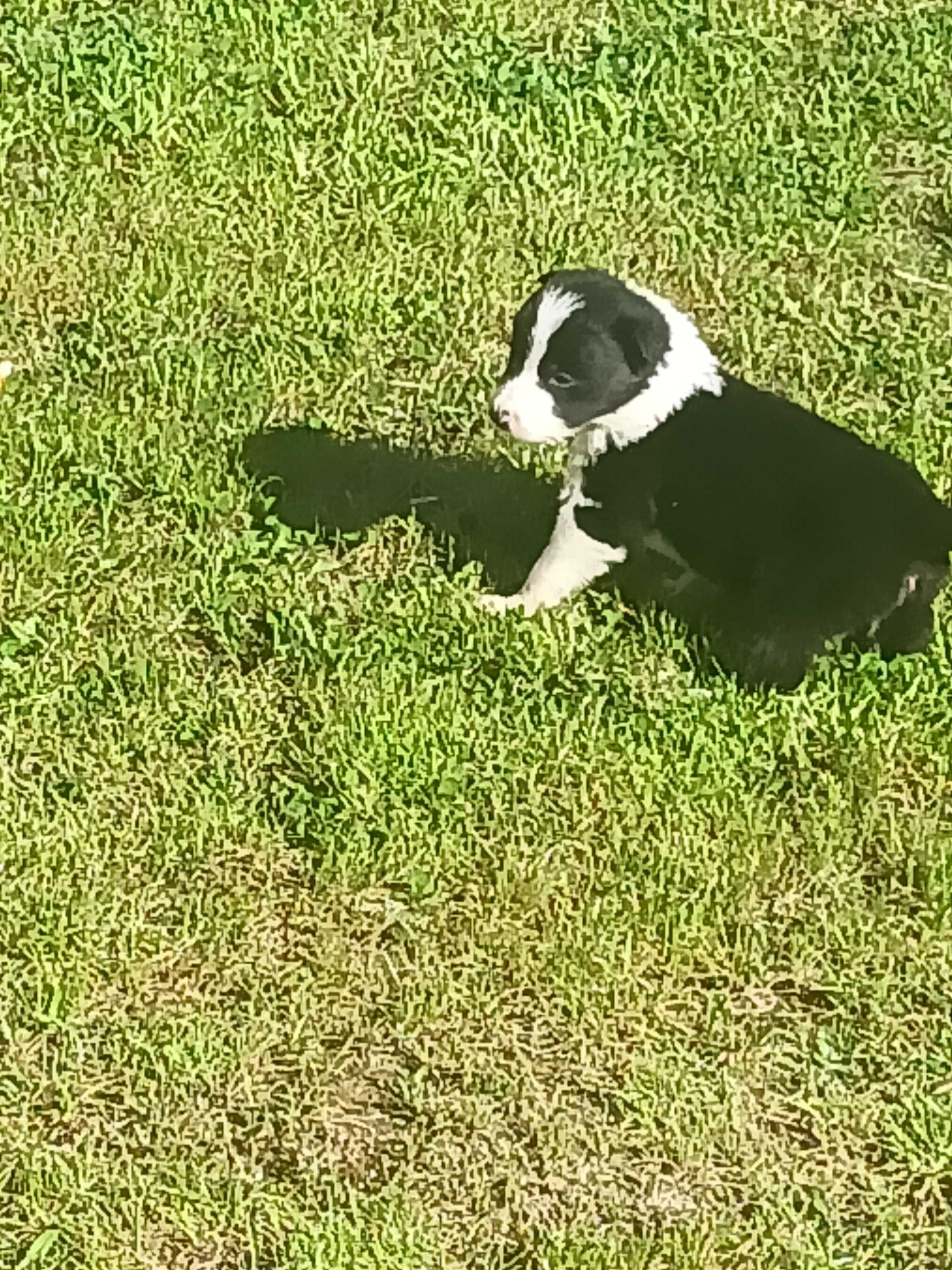 Border Collie pies I