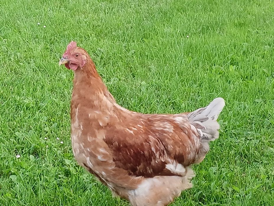 Kogut młody. Nie Lili