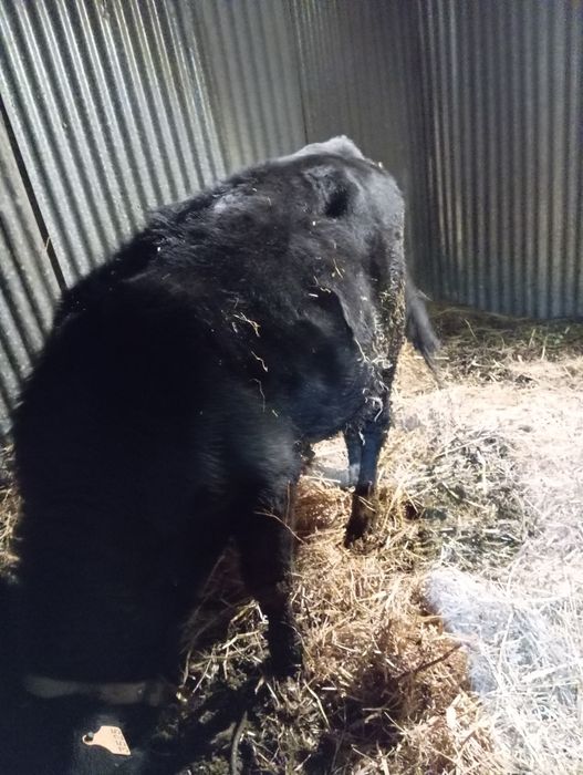 Vendo vitelo macho Angus com 7 meses