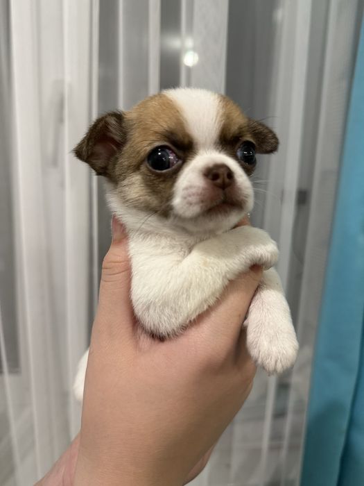 Чекає на родину маленька крихітка чихуахуа