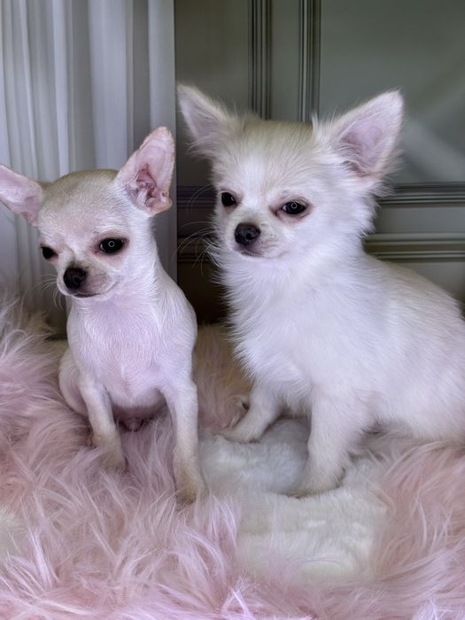 Гарні малята чихуахуа