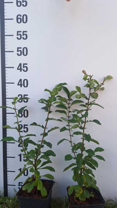 Pigwowiec/Chaenomeles sadzonka doniczka P9