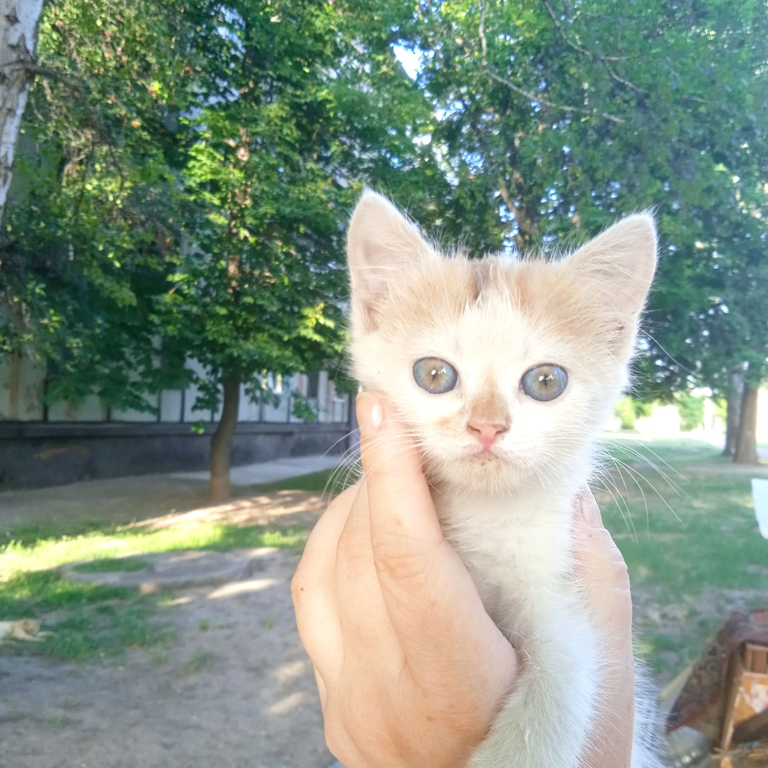 Одам в хорошие руки котенка