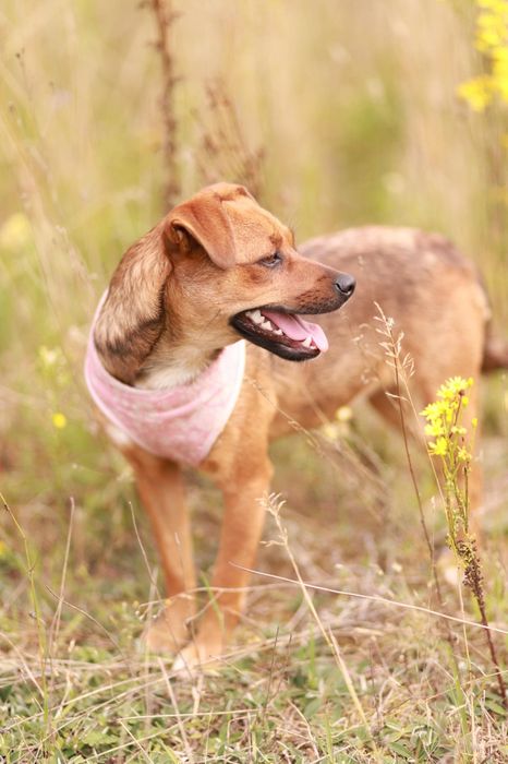 Pełna radości, towarzyska mała suczka czeka na nowego opiekuna