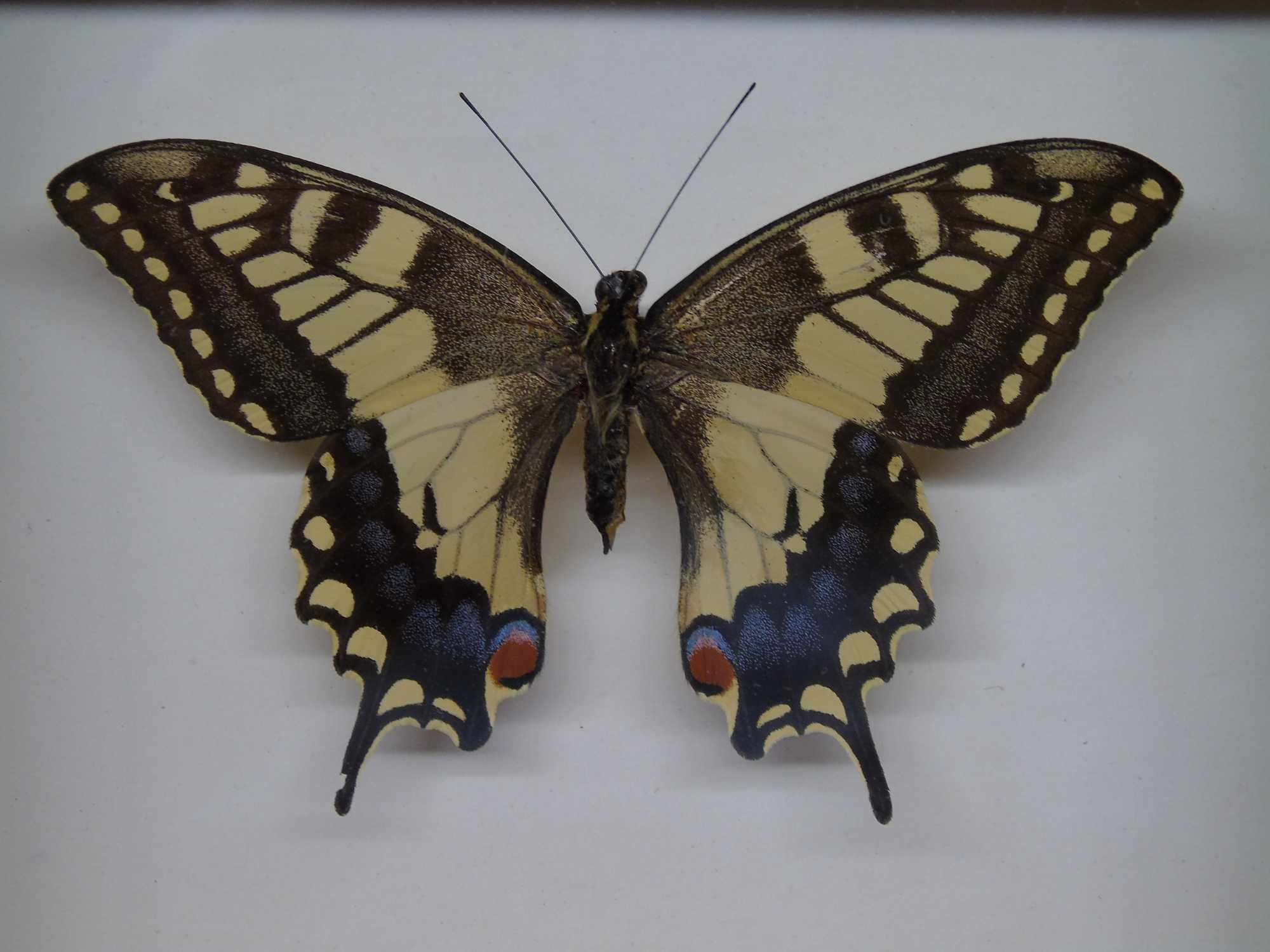 Motyl w ramce 10 x 12 cm . Paź królowej - Papilio machaon .