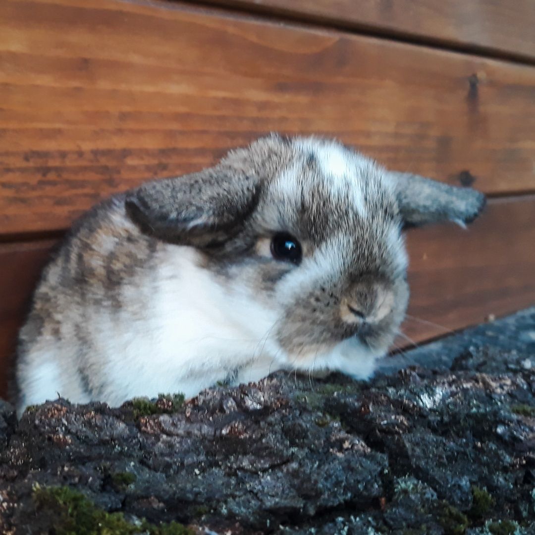 Królik karzełek baranek srokacz mini lop