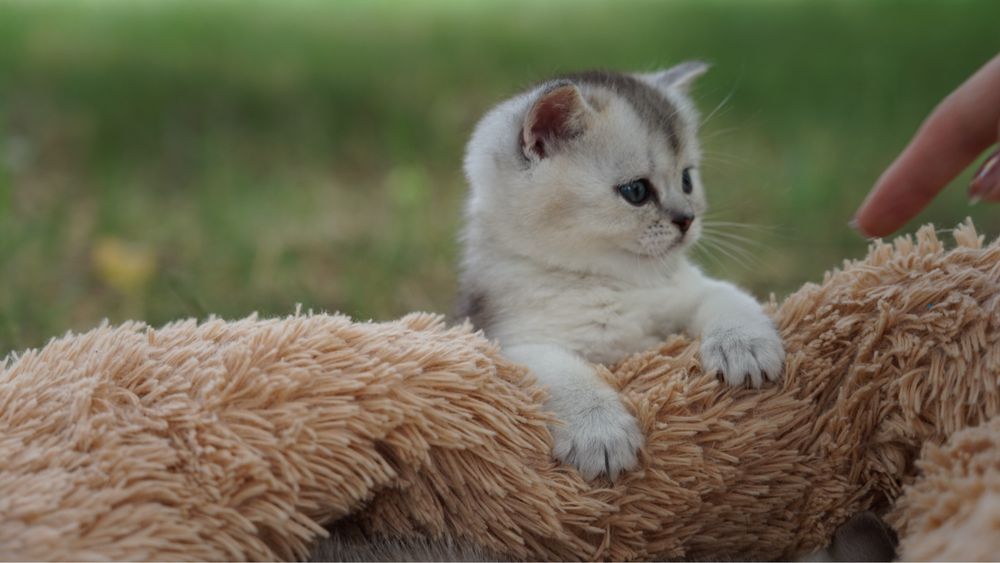 Королевские котята