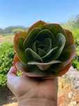 Suculenta Mandala