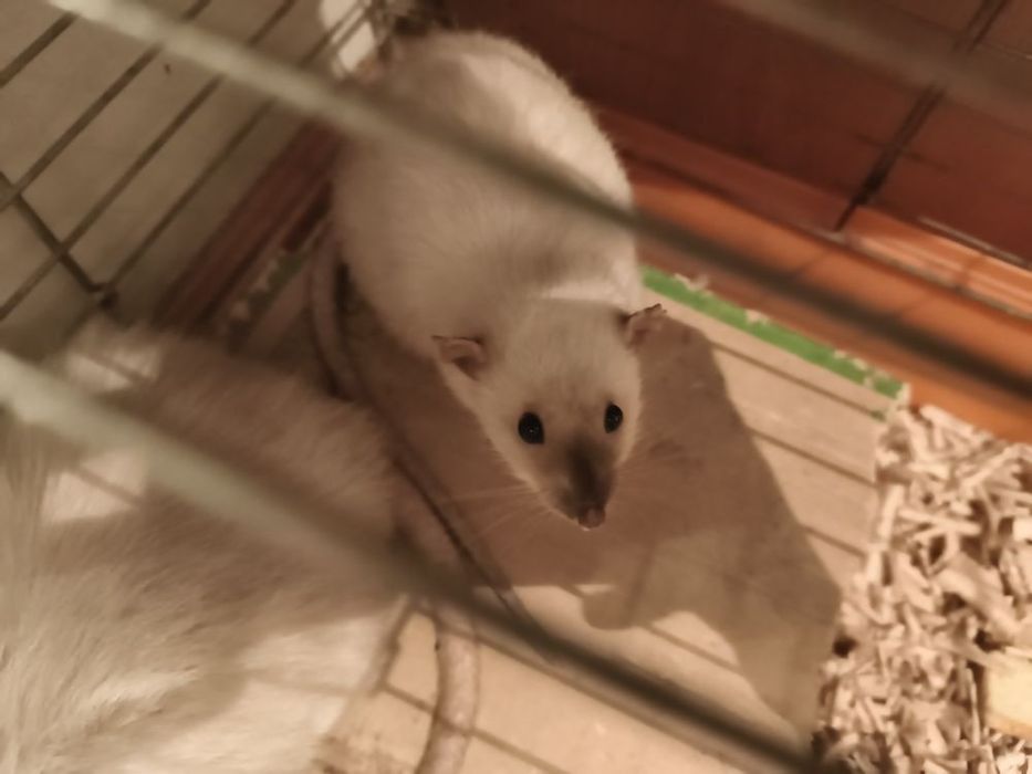 Oddam za darmo szczury dumbo