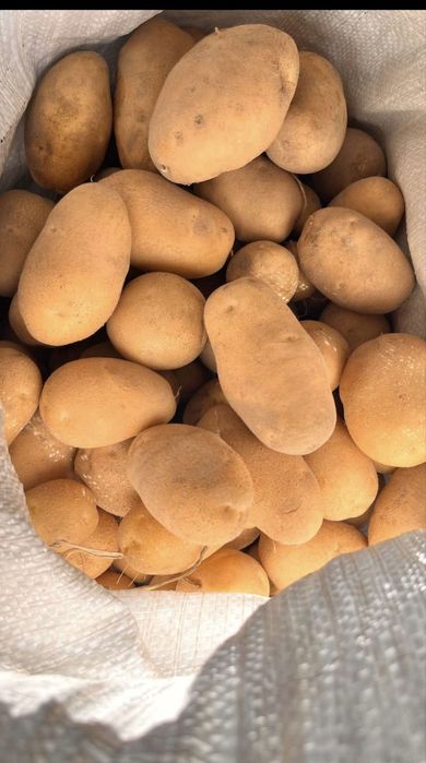 Ziemniaki(Gala,Irys,Catania)