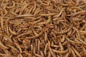 Balmax, Suszone larwy mącznika młynarka / Mealworm / 5kg