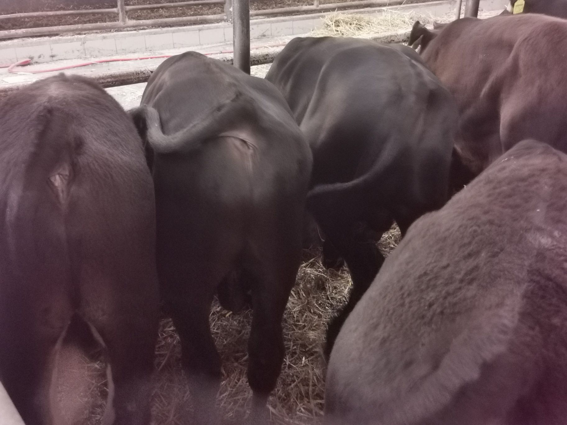 Byczki odsadki mięsne od importera