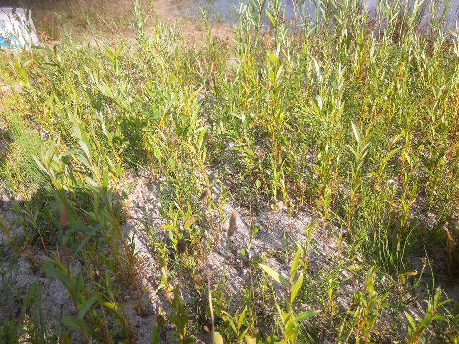 Wierzba pleciona sadzonki tegoroczne