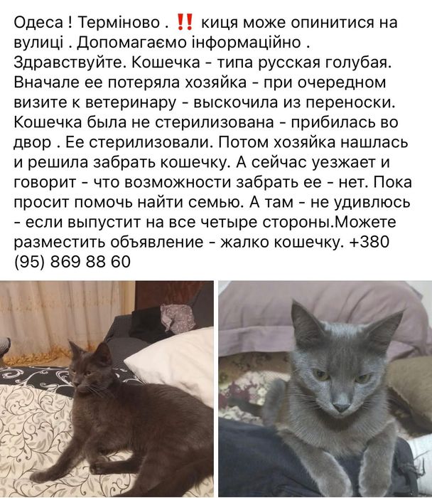 Срочно . Кошку выгоняют