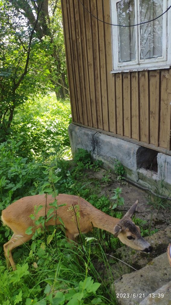 будинок у Карпатах , 40хв. пішки від Верхнього Синєвидного, с.Побук