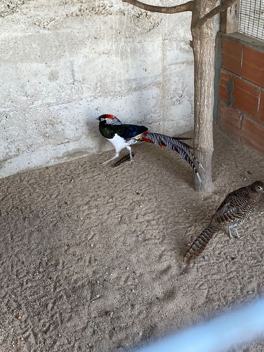 1 macho faisao lady puro