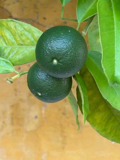 venda de imóveis em valhascos (sardoal)