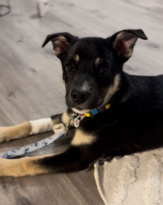 ШУКАЄ РОДИНУ Це Юкі, їй 4 місяці,вона оброблена та вакцинована