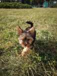 Mini sunia YorkiShire Terrier 4 pokoleniowy rodowód