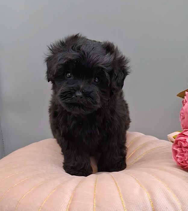 Супер-цуценята ф1 Мальтипу Maltipoo. Київ