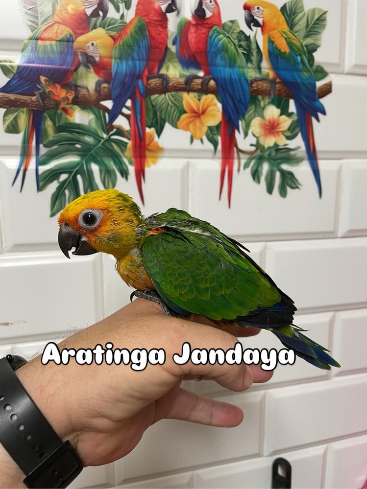 Aves cridas a mao e para criar a mao