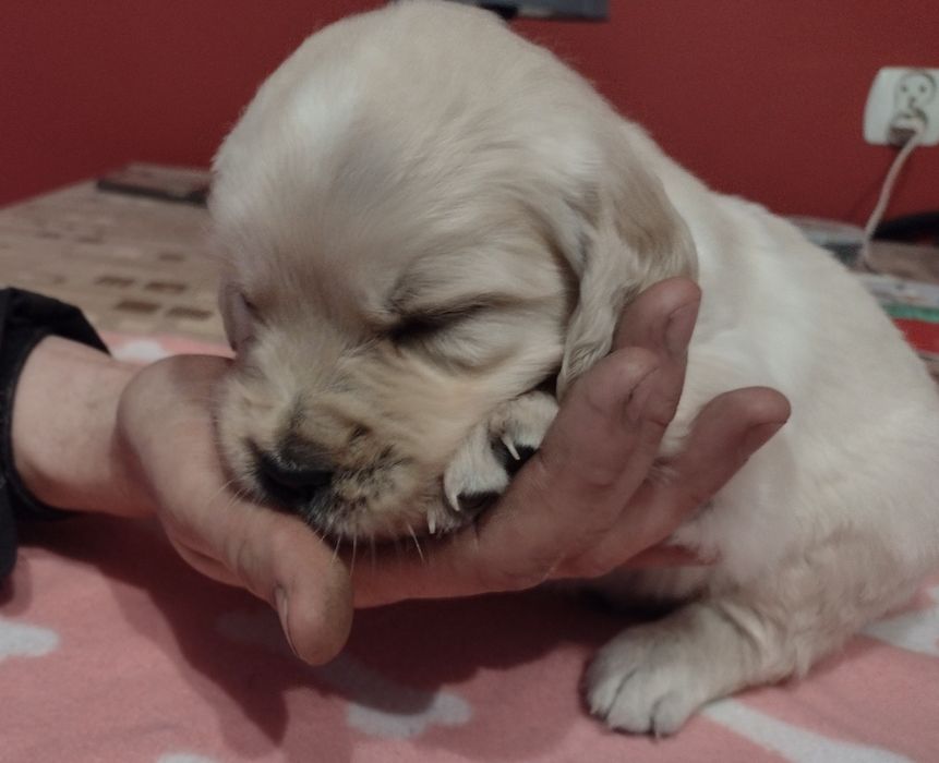 Golden Retriever  szczeniaki ZKwP/FCI