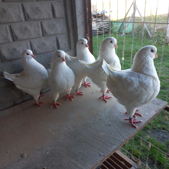 King Kingi gołębie