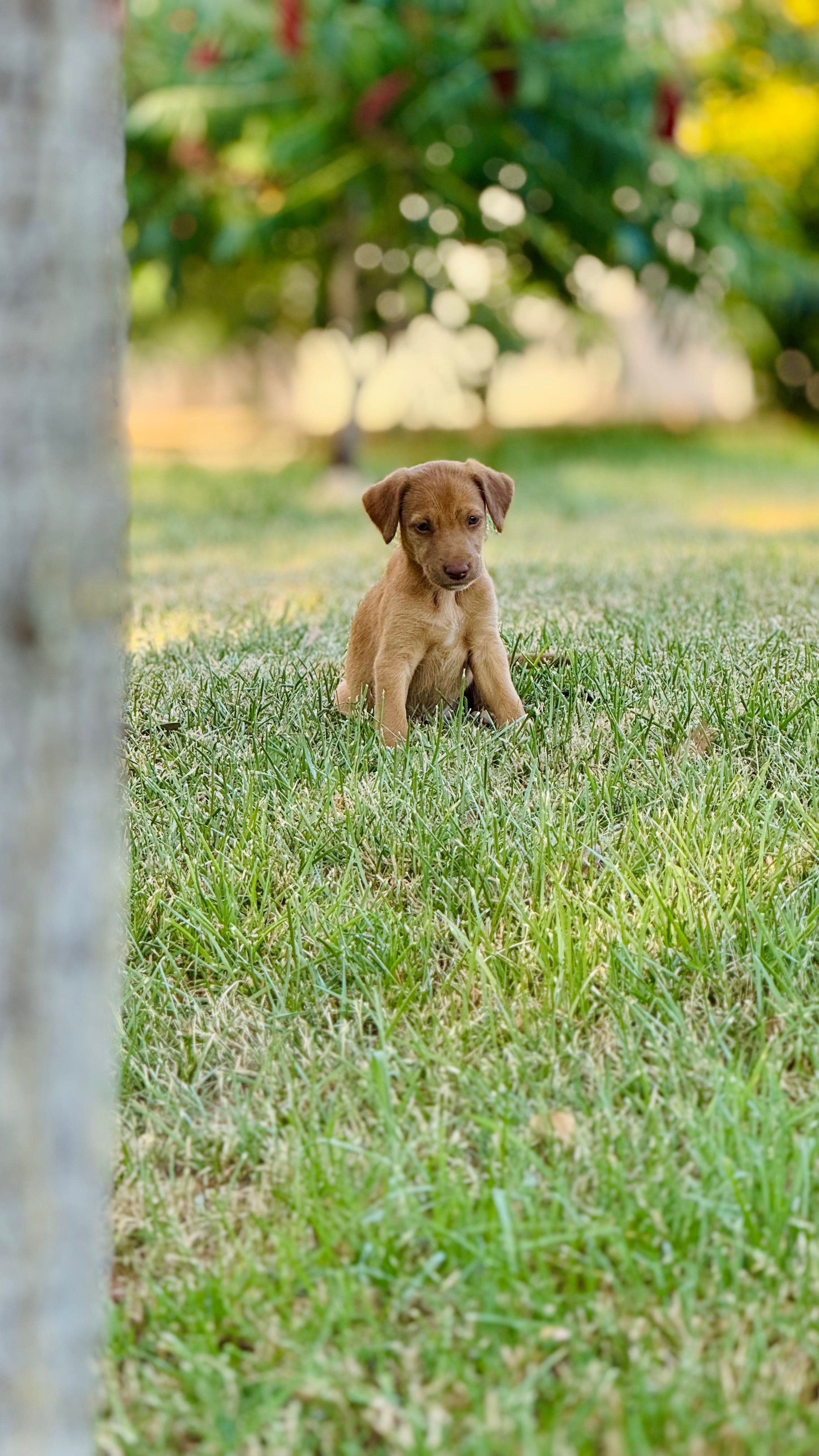 Cães bebés para adoção responsável!