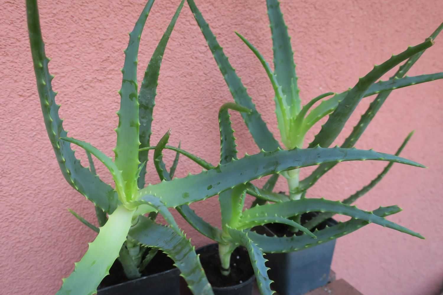 Aloes Drzewiasty leczniczy Aloe Arborescens