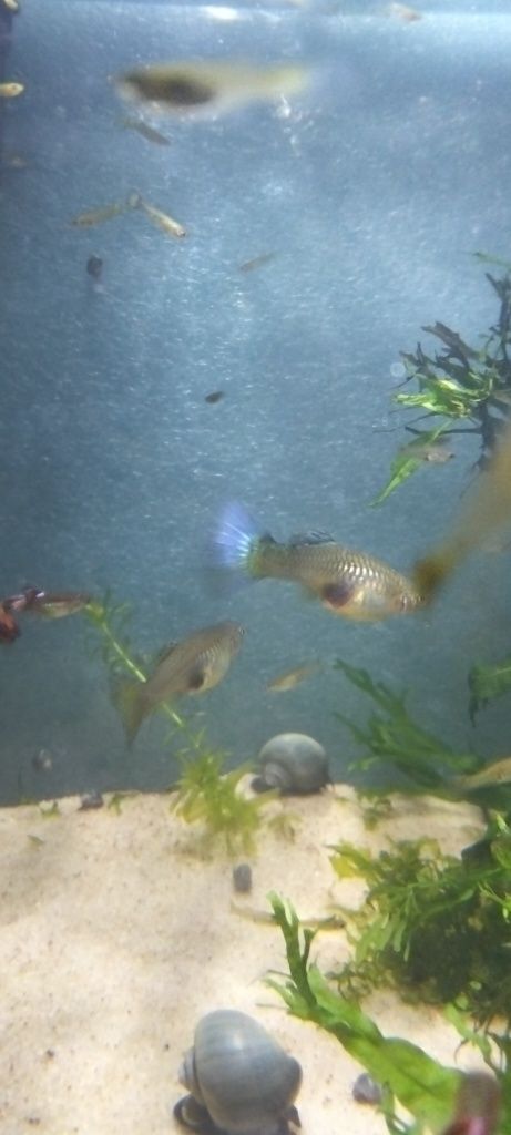 Guppys. Criação própria.