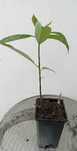 vendo planta abacateiro