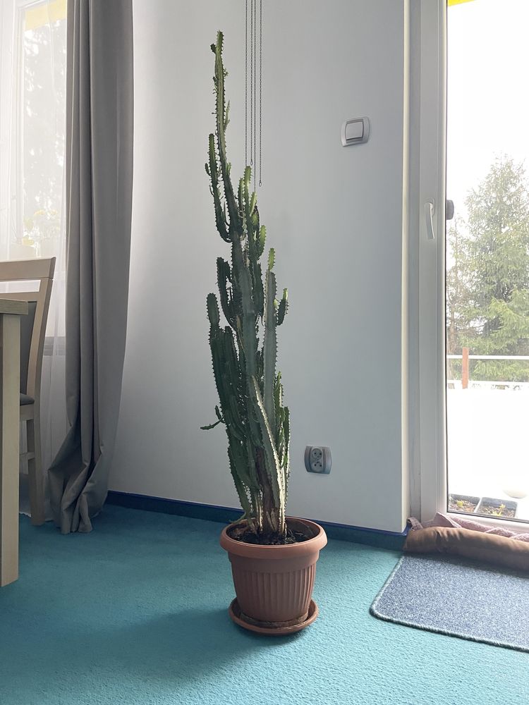 Kaktus zielony wysoki duży