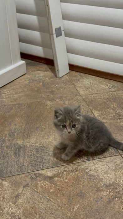 Відам котика безкоштовно